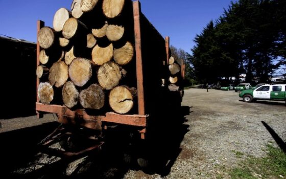 Más allá de las drogas: cobre, madera, pescados