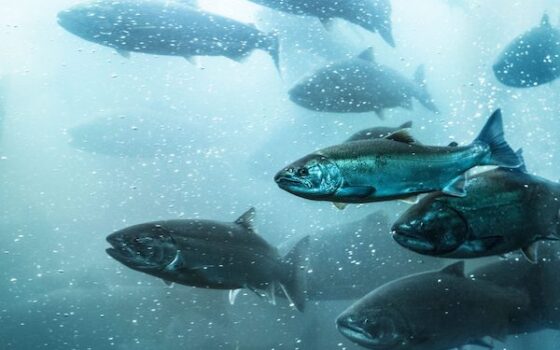 DOCUMENTO DE TRABAJO Nº22 | La economía ilegal del robo de pescado: otro lucrativo negocio para el crimen organizado en Chile